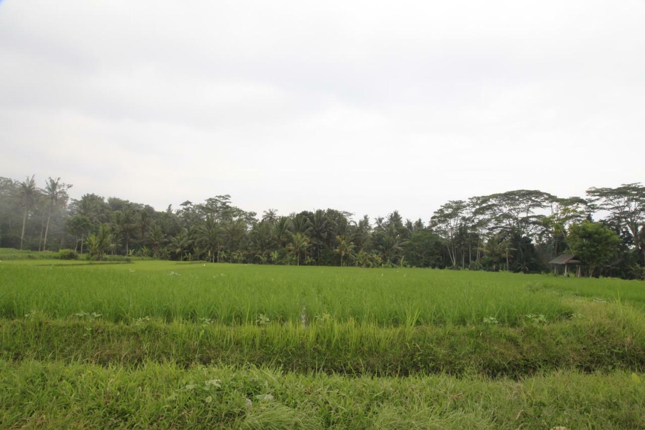 Pondok Gepokan Homestay ウブド エクステリア 写真
