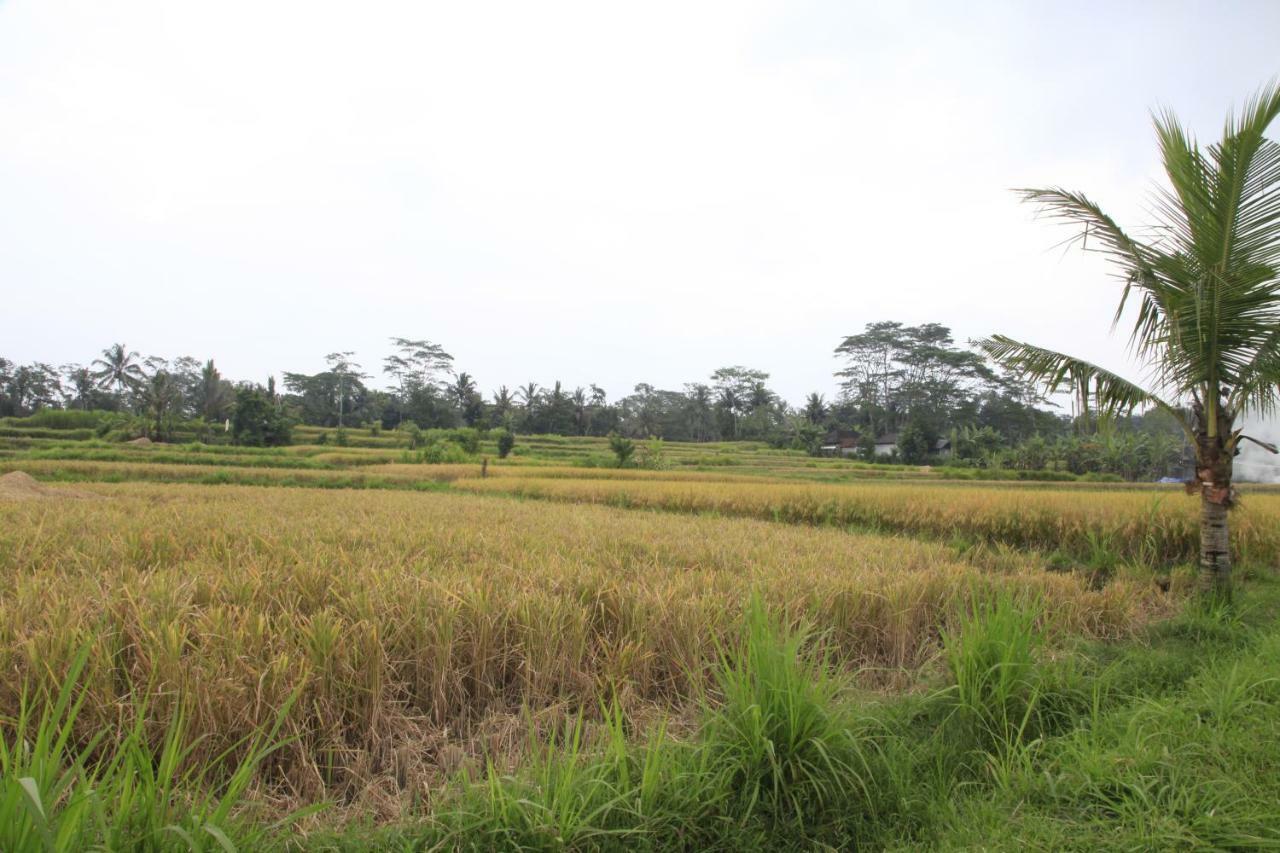 Pondok Gepokan Homestay ウブド エクステリア 写真